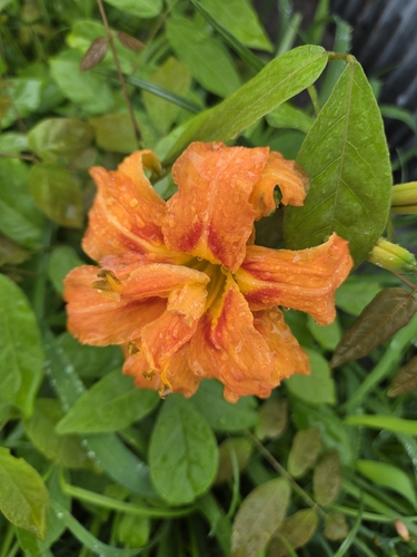 orange day-lily