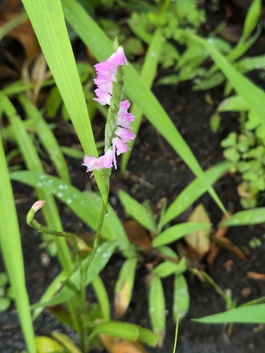 austral ladies'-tresses