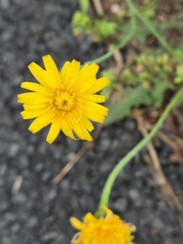 Common Cat's-ear