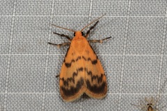 Symmetrodes sciocosma