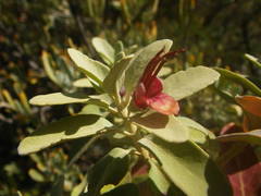 Teucrium heterophyllum subsp. brevipilosum image