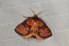 Haplopseustis erythrias