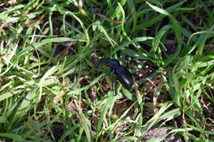 Coelocnemis dilaticollis