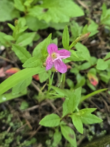 rose evening primrose