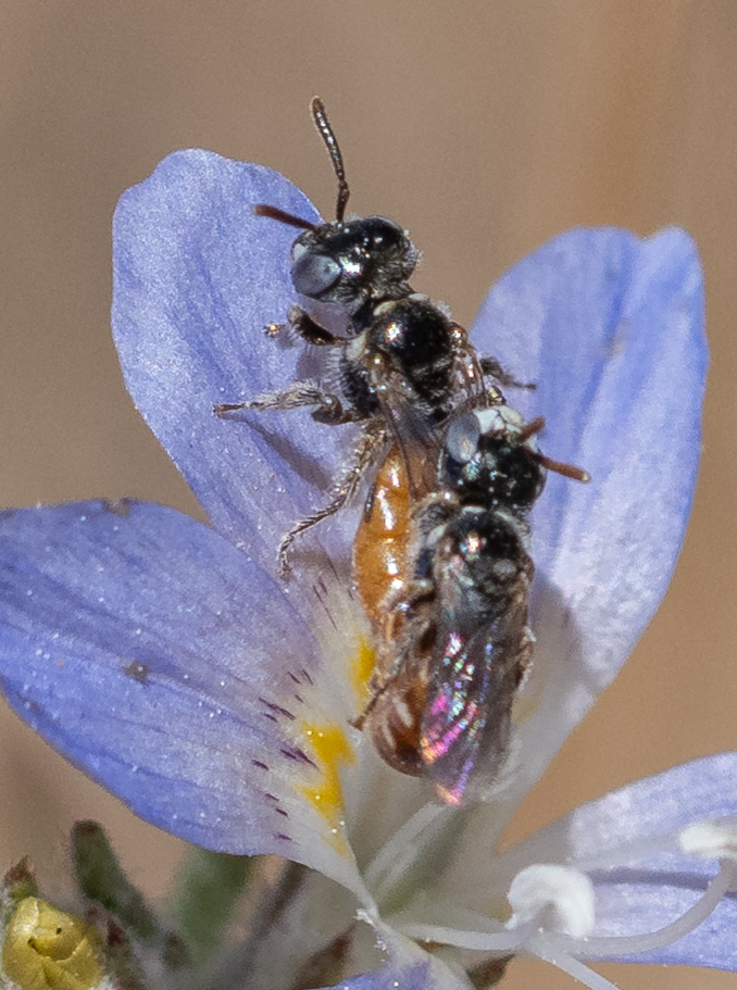 Perdita pelargoides