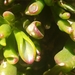 Crassula portulacea - Photo (c) Jared van eck, some rights reserved (CC BY-NC), uploaded by Jared van eck