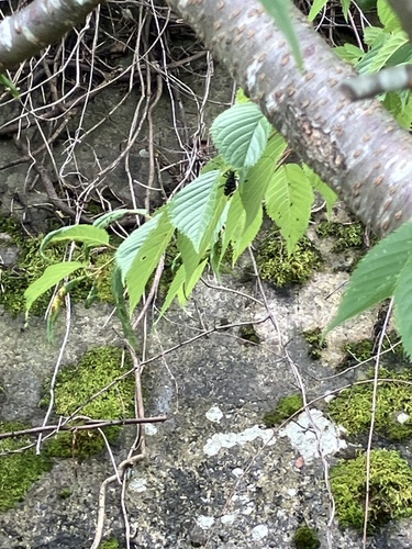 Anoplophora