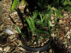 Dendrocoryne