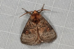 Ecnomoctena brachyopa