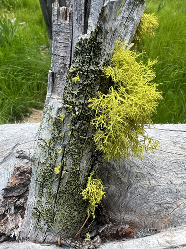 iNaturalist observation photo of wolf lichen