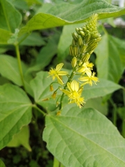 Bulbine asphodeloides