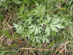 Artemisia vulgaris kamtschatica