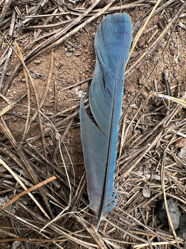 iNaturalist observation photo of Steller's Jay