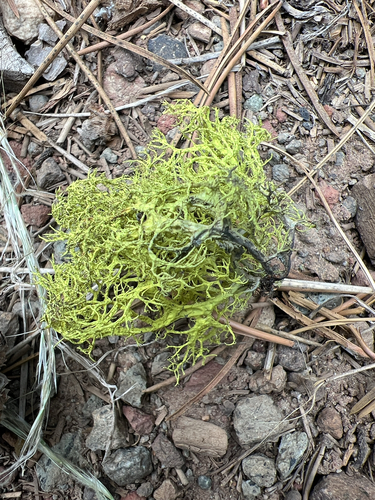 iNaturalist observation photo of Wolf Lichens