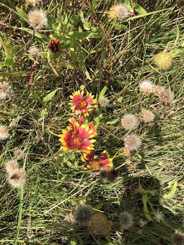firewheel