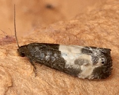 Notocelia cynosbatella