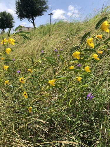 partridge pea