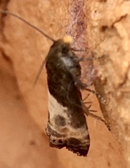 Notocelia cynosbatella