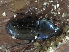 Harpalus dimidiatus