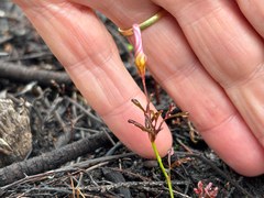 Oxalis versicolor, photograph (c) Caroline Voget, some rights reserved (CC BY)