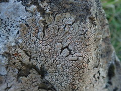 Placopsis perrugosa