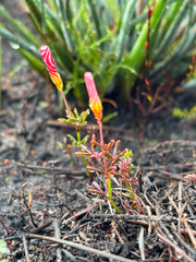 Oxalis versicolor, photograph (c) Caroline Voget, some rights reserved (CC BY)