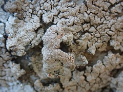 Placopsis perrugosa