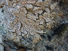 Placopsis perrugosa