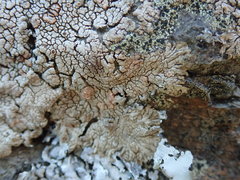 Placopsis perrugosa