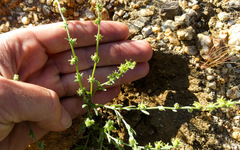 Harpagonella palmeri