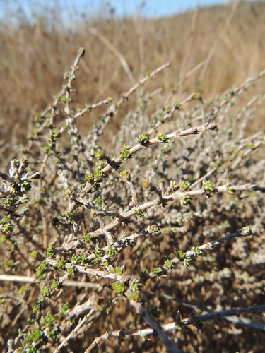 Image of Nenax hirta by (c) Jacques van der Merwe, some rights reserved (CC BY-SA)