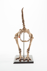Dinornithiformes