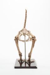 Dinornithiformes