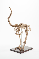 Dinornithiformes
