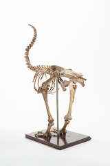Dinornithiformes