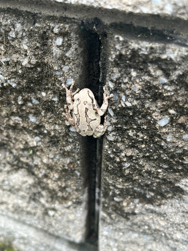 Japanese Tree Frog
