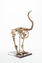 Dinornithiformes