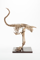 Dinornithiformes