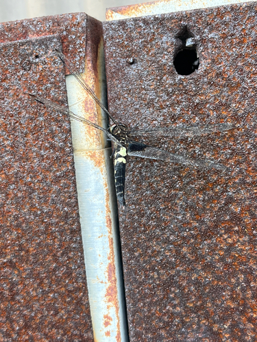 Pied Skimmer