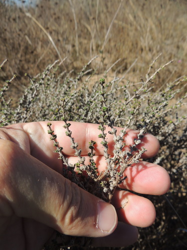 Image of Nenax hirta by (c) Jacques van der Merwe, some rights reserved (CC BY-SA)