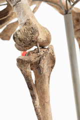 Dinornithiformes