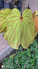 Phanera aureifolia