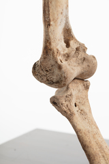 Dinornithiformes