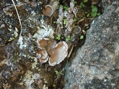 Peltigera ulcerata