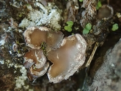 Peltigera ulcerata