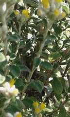 Helichrysum lepidissimum