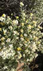 Helichrysum lepidissimum