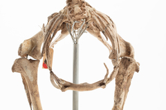 Dinornithiformes