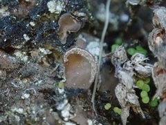 Peltigera ulcerata