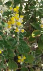 Helichrysum lepidissimum